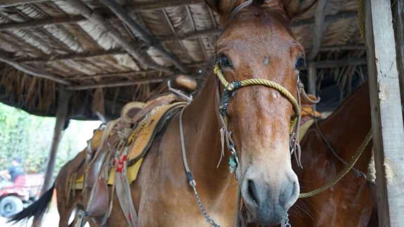 Animas colomitos snorkeling all inclusive - The Food and Drinks: A Key Bonus