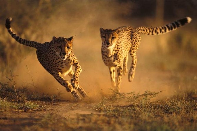 Ann Van Dyk Cheetah Centre Half-Day Tour From Johannesburg - Booking and Pricing