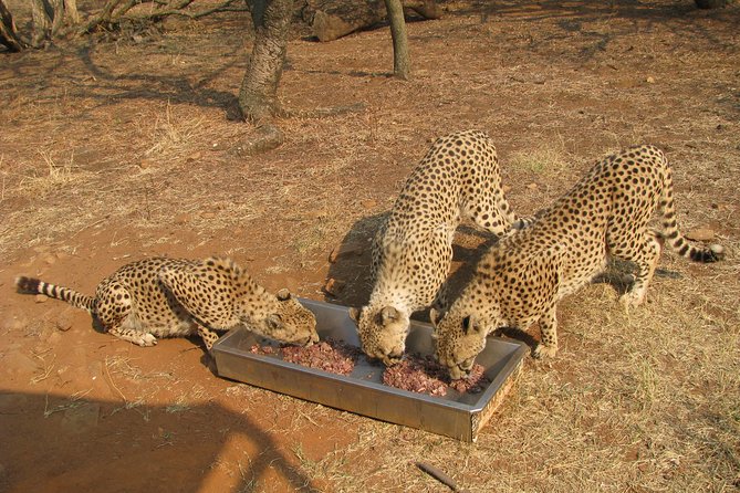 Ann Van Dyk Cheetah Centre Tour From Johannesburg or Pretoria - Booking and Cancellation Policy