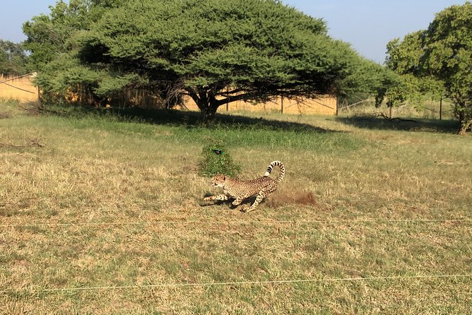 Ann Van Dyk Cheetah Centre Tour From Johannesburg or Pretoria - Preparing for Your Visit