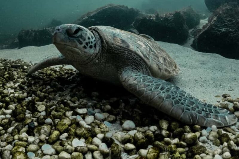 Anna Bay: Irukandji Entry + Coastal Currents Snorkel - A Practical Look at the Coastal Currents Snorkel Experience
