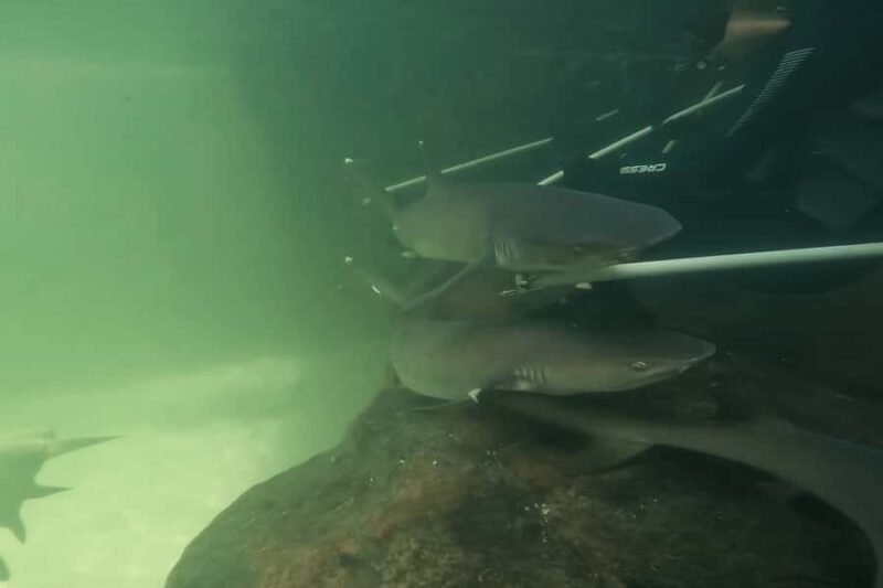 Anna Bay: Irukandji Entry Pass with Reef Shark Encounter - What Makes This Tour Special?