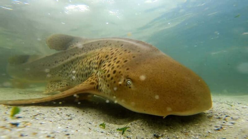 Anna Bay: Irukandji Entry with Zebra Shark Snorkel - Key Points