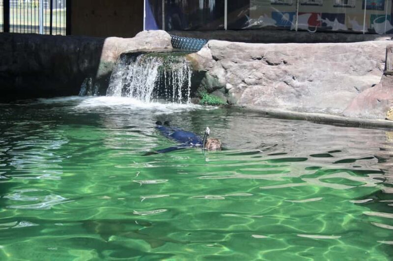 Anna Bay: Irukandji Entry with Zebra Shark Snorkel - FAQ