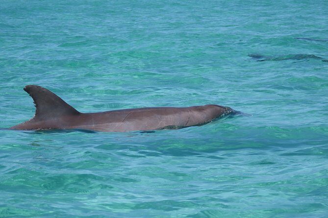 Anna Maria island 2 hour Dolphin Tours - Key Points