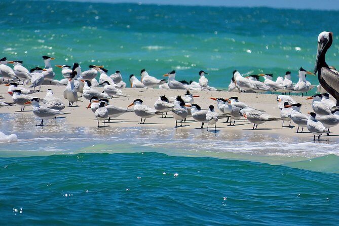 Anna Maria island 2 hour Dolphin Tours - Overview of the Anna Maria Island 2-hour Dolphin Tour