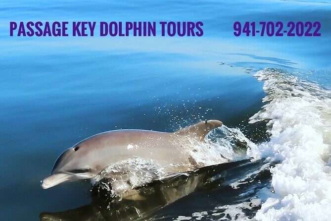 Anna Maria island 2 hour Dolphin Tours - The Value of a Private, Guided Tour