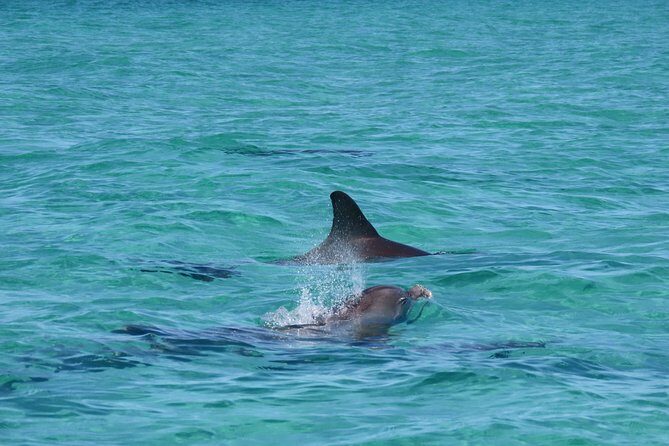 Anna Maria island 2 hour Dolphin Tours - Practical Details