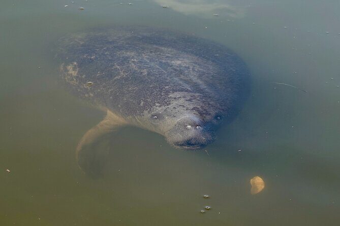 Anna Maria Island Build your own adventure 6 hour - An In-Depth Look at the Experience  