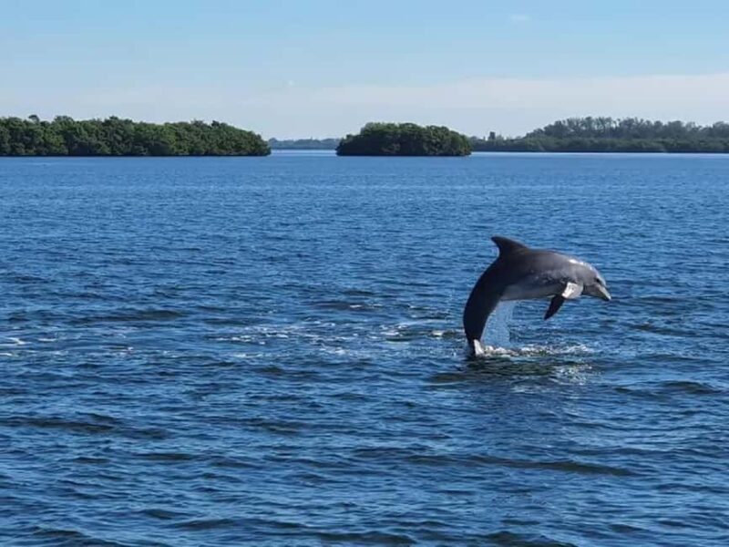 Anna Maria Island: Dolphin Cruise - A Deep Dive into the Experience