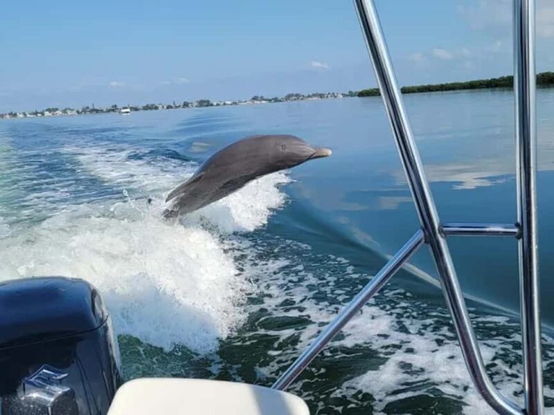 Anna Maria Island: Dolphin Cruise - The Experience from the Traveler’s Perspective