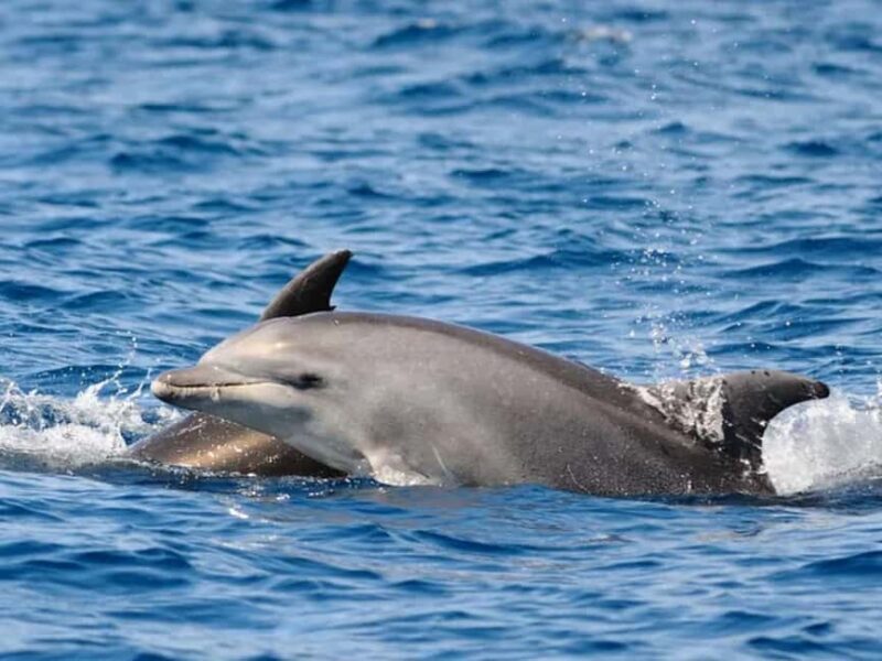 Anna Maria Island: Dolphin Cruise - FAQ