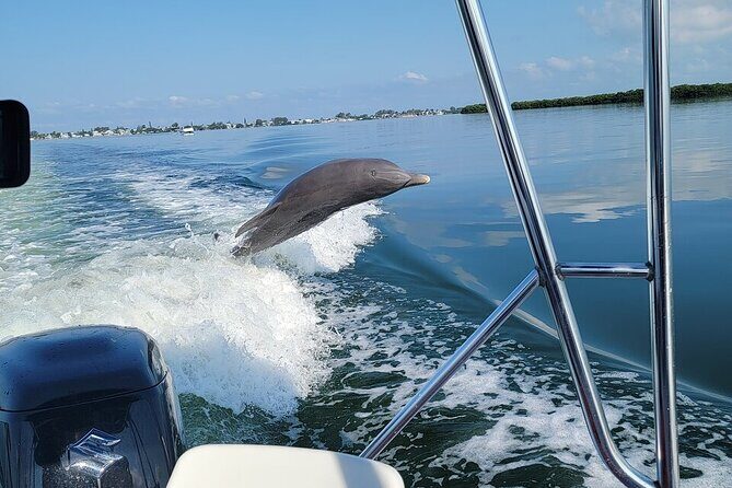 Anna Maria Island Dolphin Sightseeing Adventure - The Tour Experience in Detail