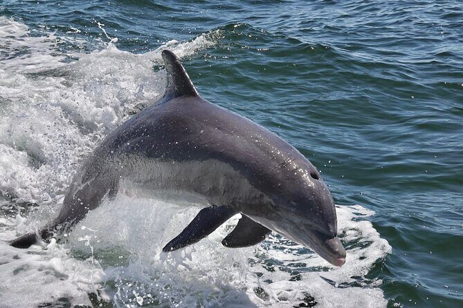 Anna Maria Island Dolphins & Beginners Snorkeling Adventure 3hrs - The Sum Up