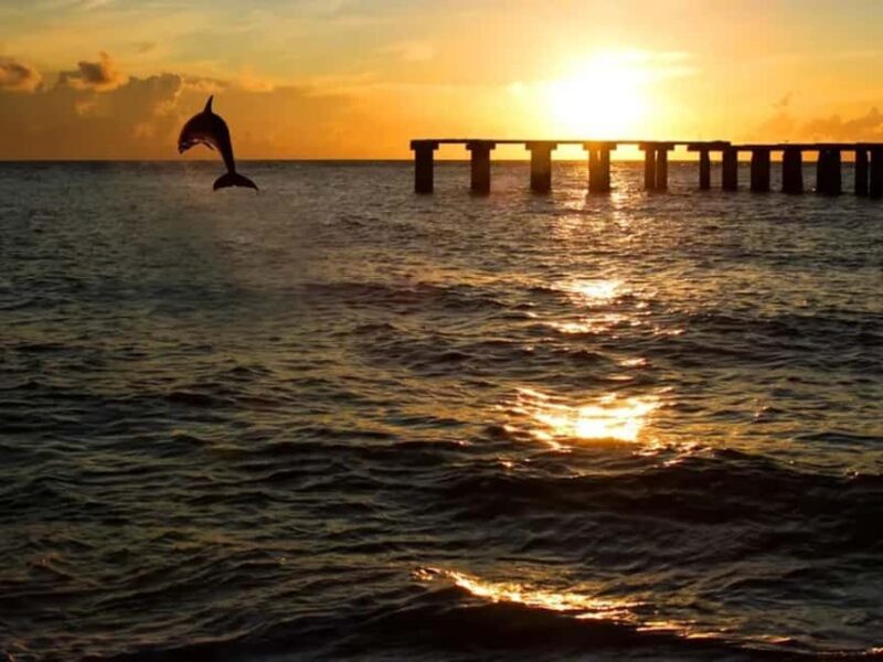 Anna Maria Island: Sunset Dolphin Cruise - Who Will Love This Tour?