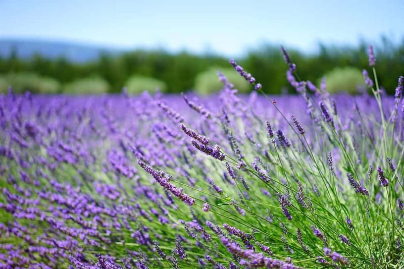 Antalya/Alanya: Lavender Fields, Rafting, Zipline & Quad - Practical Tips for Travelers