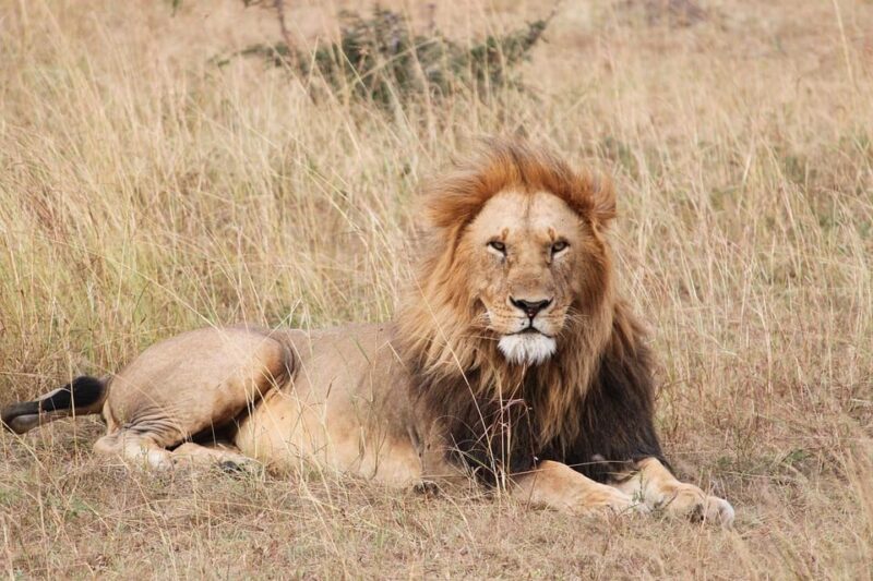 Antalya: Lion Safari Experience With Transfer - Accessibility Considerations