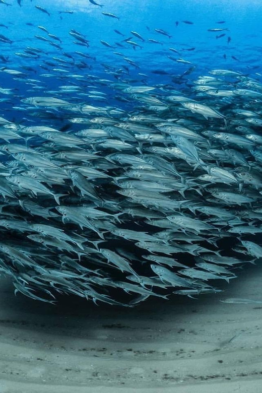 Antalya, Side and Alanya: Scuba Diving with Lunch & 2 Dives - Key Points
