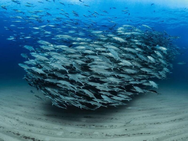Antalya, Side and Alanya: Scuba Diving with Lunch & 2 Dives - The Food and Comfort Aspects
