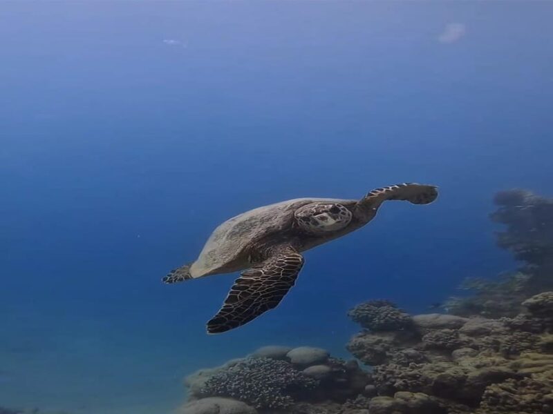 Antalya, Side and Alanya: Scuba Diving with Lunch & 2 Dives - The Practical Side: Timing, Cost, and Group Size
