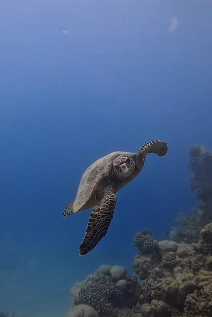 Antalya, Side and Alanya: Scuba Diving with Lunch & 2 Dives - Who Will Love This Tour?