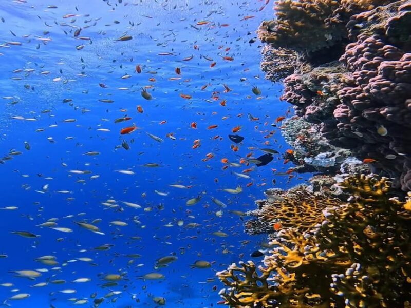 Antalya, Side and Alanya: Scuba Diving with Lunch & 2 Dives - The Sum Up