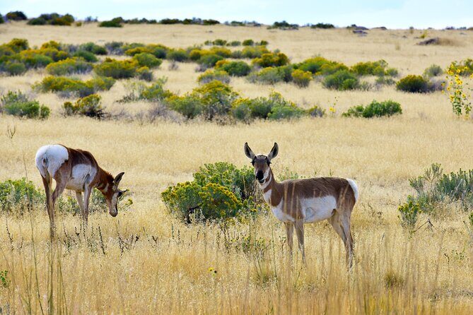 Antelope Island Sunset Wildlife Expedition Great Salt Lake Tour - An Overview of the Tour