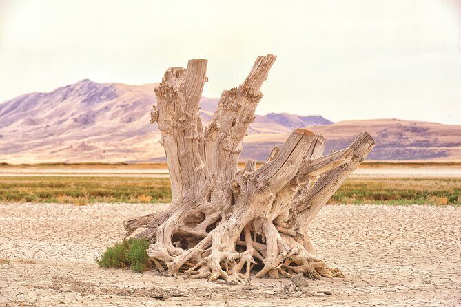 Antelope Island Sunset Wildlife Expedition Great Salt Lake Tour - FAQs