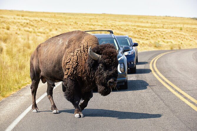 Antelope Island Wildlife Expedition Great Salt Lake Adventure - Key Points