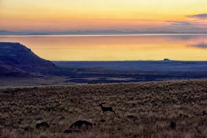 Antelope Island Wildlife Expedition Great Salt Lake Adventure - A Balanced Perspective