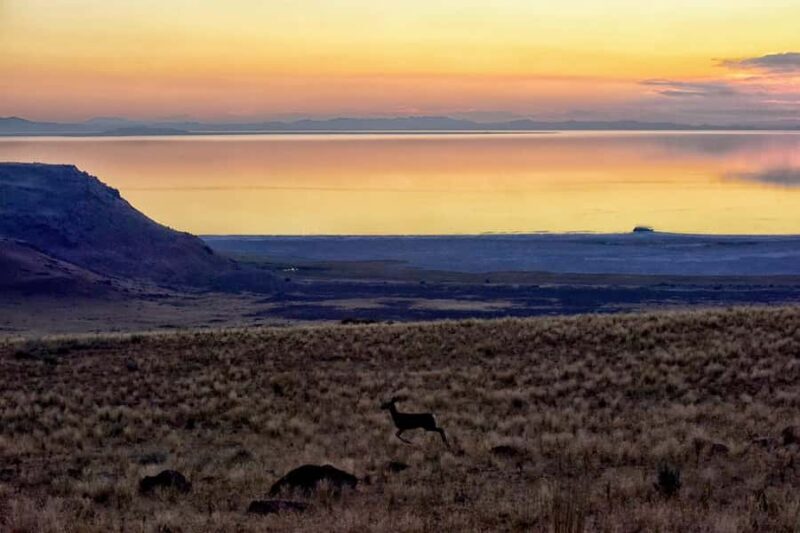 Antelope Island Wildlife Expedition to the Great Salt Lake - Key Points
