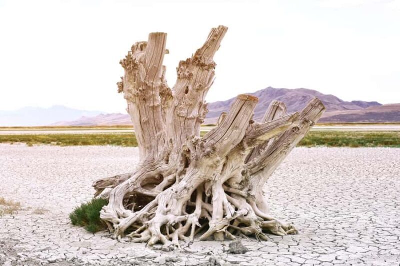 Antelope Island Wildlife Expedition to the Great Salt Lake - The Itinerary in Detail