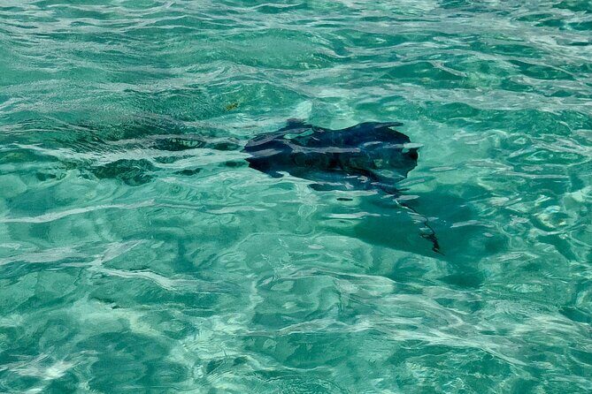 ANTIGUA FROM TOP TO BOTTOM: Stingray City, Beach, lunch & more... - Wrapping Up and Return