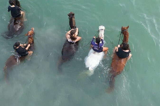 Antigua Horse Ride and Swim - Who Will Love This Tour?