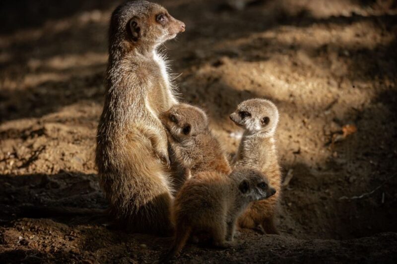 Antwerp: ZOO Entry Ticket - A Closer Look at Antwerp Zoo