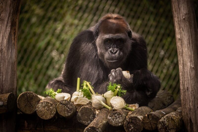 Antwerp: ZOO Entry Ticket - Practical Tips for Visiting Antwerp Zoo
