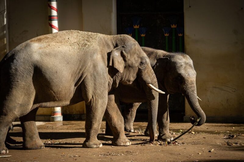 Antwerp: ZOO Entry Ticket - The Sum Up: Who Should Consider Visiting Antwerp Zoo?