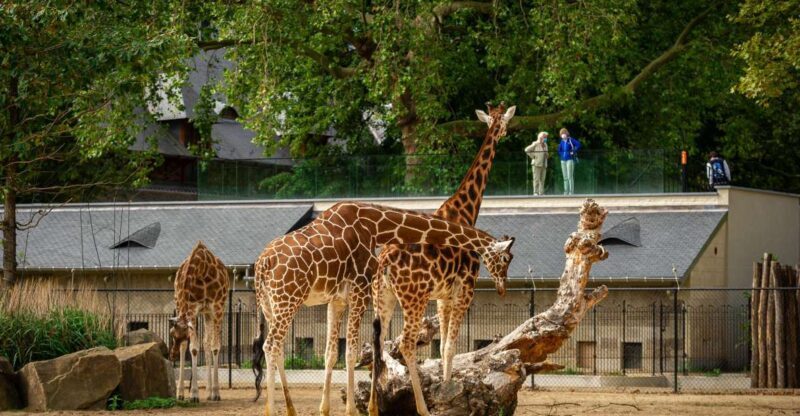 Antwerp: ZOO Entry Ticket - FAQ: Common Questions About Antwerp Zoo