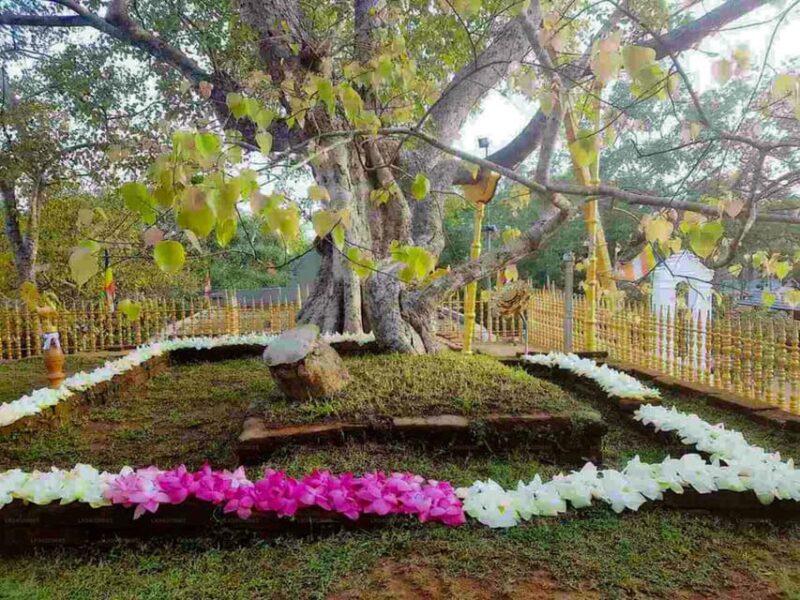 Anuradhapura & Aukana: All Inclusive Tour From Negombo - Tour Overview and Pricing