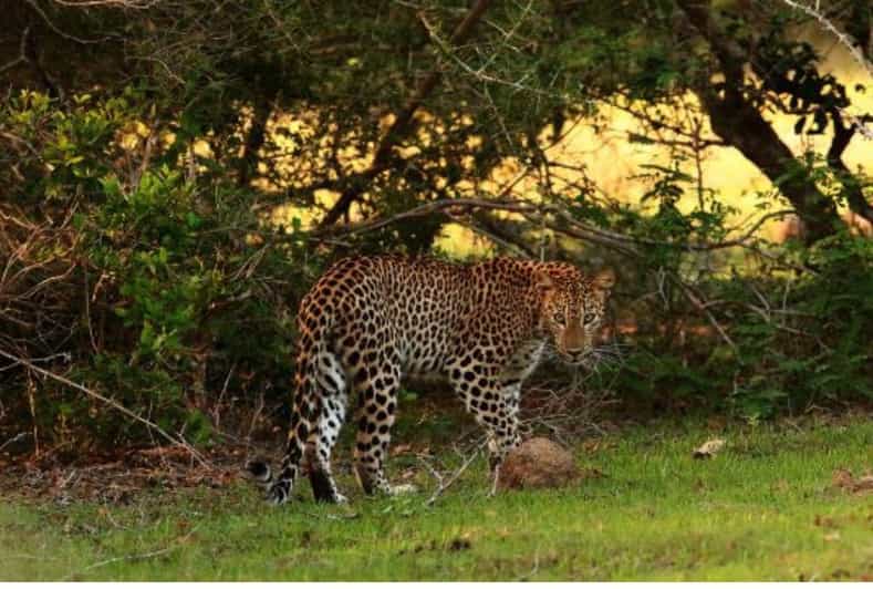 Anuradhapura: Morning or Evening Safari at Wilpattu Park - Good To Know