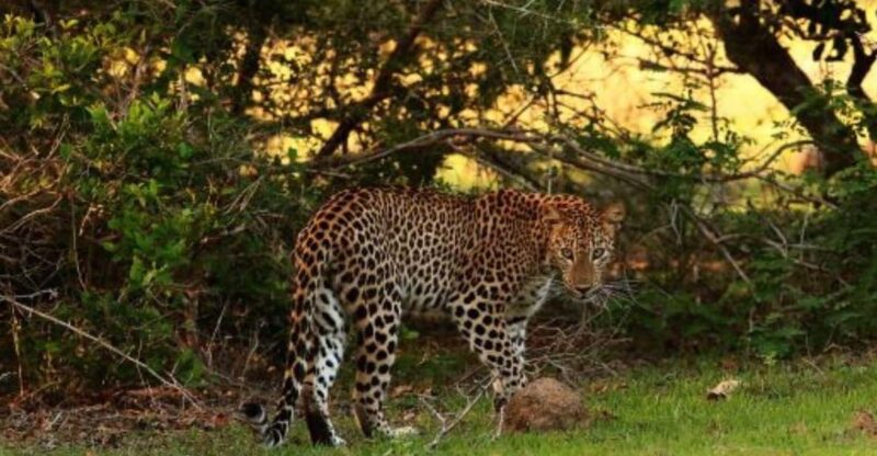 Anuradhapura: Morning or Evening Safari at Wilpattu Park - Wildlife Encounters