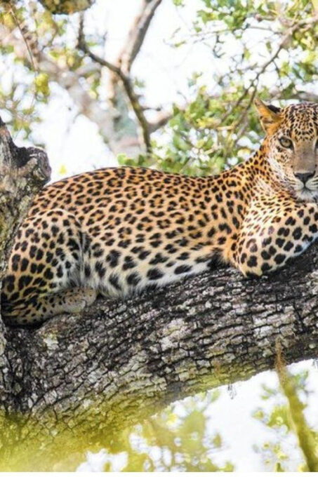 Anuradhapura: Morning or Evening Safari at Wilpattu Park - Frequently Asked Questions