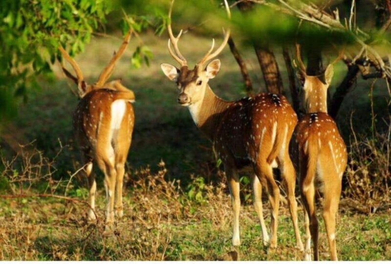 Anuradhapura: Morning or Evening Safari at Wilpattu -Private - Key Points