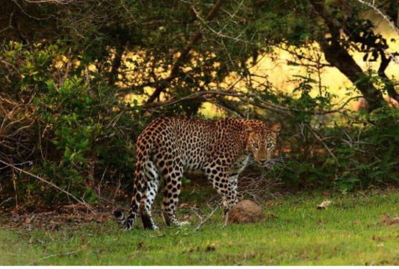 Anuradhapura: Morning or Evening Safari at Wilpattu -Private - An In-Depth Look at the Wilpattu Safari