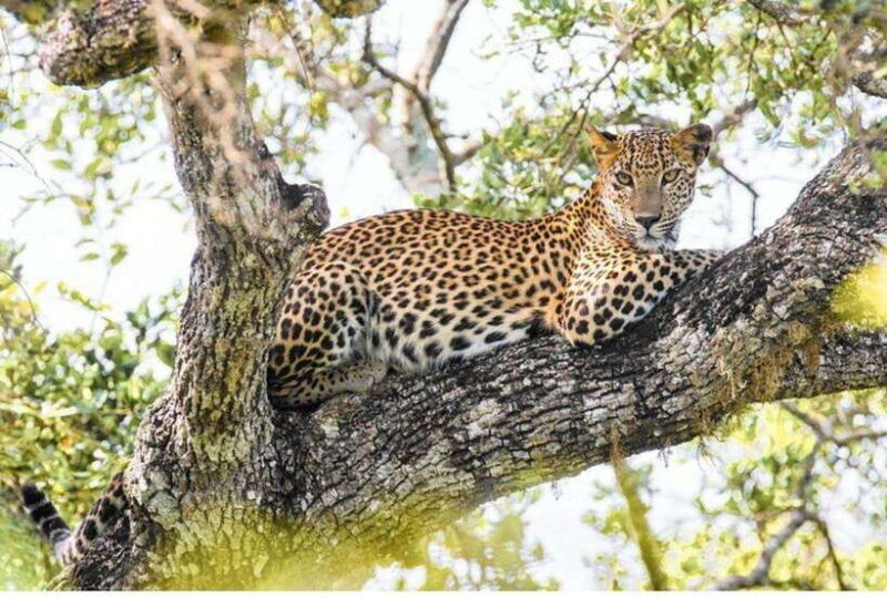 Anuradhapura: Morning or Evening Safari at Wilpattu -Private - The Sum Up