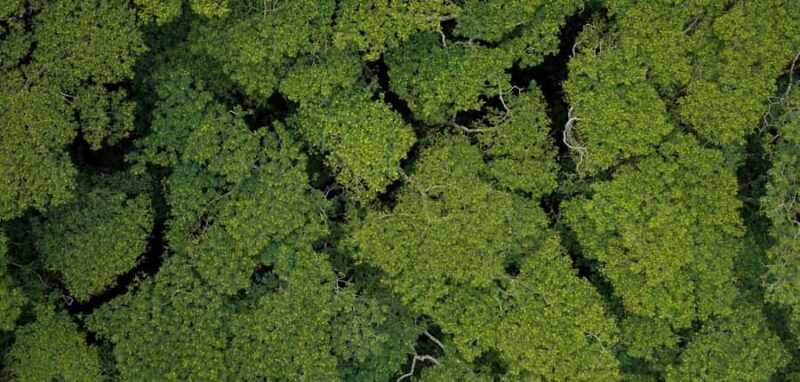 AOA Polynesian Forests - Tahiti Biodiversity Sanctuary Hike - An In-Depth Look at the Tahiti Biodiversity Sanctuary Hike