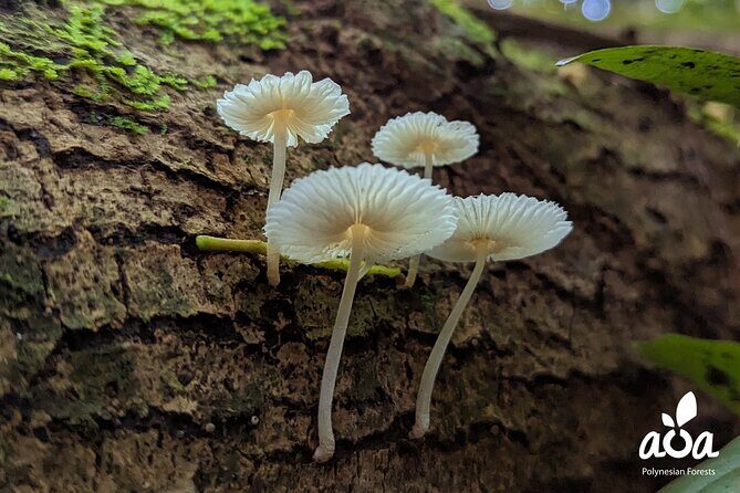 AOA Polynesian Forests - Tahiti Nature Immersion Day - FAQs