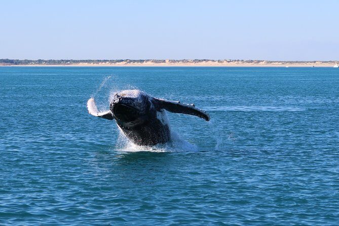 AOC Whale Watching from Broome - Final Thoughts