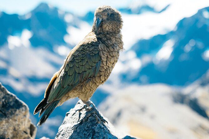 Aoraki Adventure Private Tour from Timaru Cruise Port - Exploring the Itinerary: A Detailed Breakdown