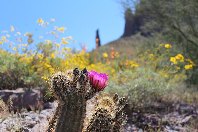 Apache Trail Private Half-Day Tour - Customer Testimonials